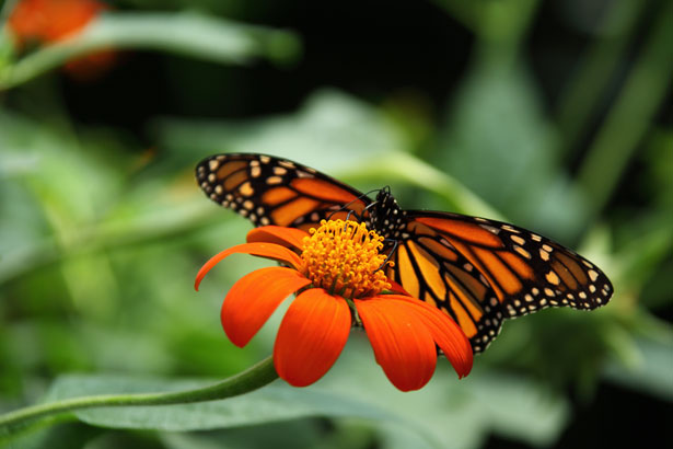 Effective-Psychotherapy-Toronto